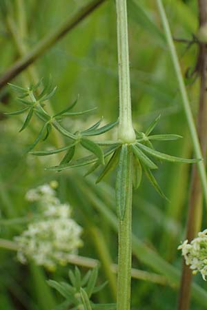 Galium x pomeranicum \ Labkraut-Hybride / Hybrid Bedstraw, A K&auml;rnten/Carinthia, St. Paul im Lavanttal 6.7.2023