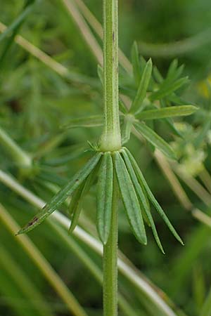 Galium x pomeranicum \ Labkraut-Hybride / Hybrid Bedstraw, A K&auml;rnten/Carinthia, St. Paul im Lavanttal 6.7.2023