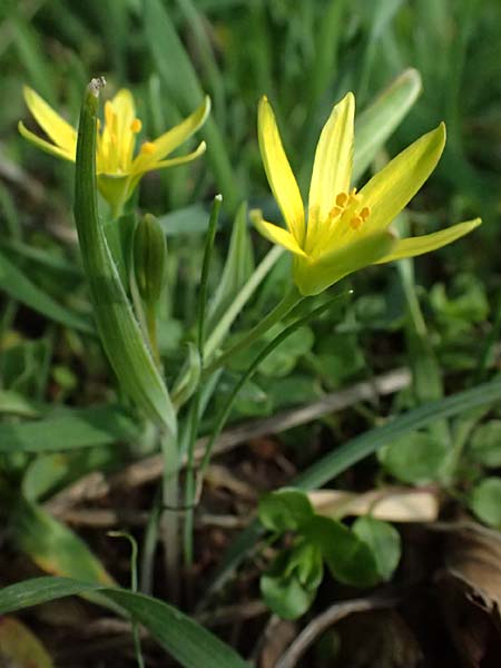 Gagea pusilla \ Zwerg-Gelbstern / Dwarf Star of Bethlehem, A Wien-Floridsdorf 6.3.2024