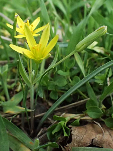 Gagea pusilla \ Zwerg-Gelbstern / Dwarf Star of Bethlehem, A Wien-Floridsdorf 6.3.2024