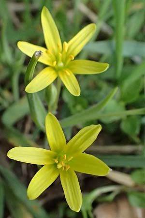 Gagea pusilla \ Zwerg-Gelbstern / Dwarf Star of Bethlehem, A Wien-Floridsdorf 6.3.2024