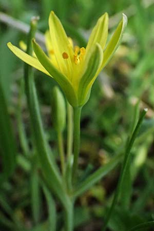 Gagea pusilla \ Zwerg-Gelbstern / Dwarf Star of Bethlehem, A Wien-Floridsdorf 6.3.2024