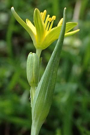 Gagea pusilla \ Zwerg-Gelbstern / Dwarf Star of Bethlehem, A Wien-Floridsdorf 6.3.2024