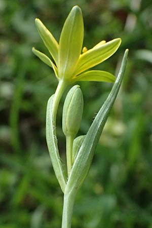 Gagea pusilla \ Zwerg-Gelbstern / Dwarf Star of Bethlehem, A Wien-Floridsdorf 6.3.2024