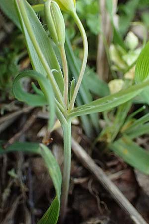 Gagea pusilla \ Zwerg-Gelbstern / Dwarf Star of Bethlehem, A Wien-Floridsdorf 6.3.2024