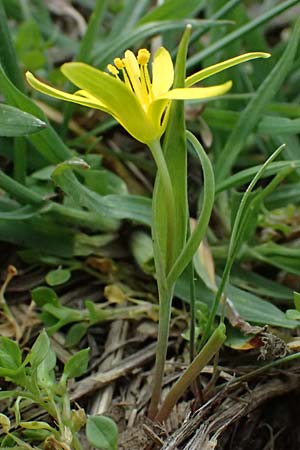Gagea pusilla \ Zwerg-Gelbstern / Dwarf Star of Bethlehem, A Wien-Floridsdorf 6.3.2024