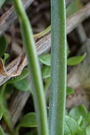 Gagea pusilla \ Zwerg-Gelbstern / Dwarf Star of Bethlehem, A Wien-Floridsdorf 6.3.2024