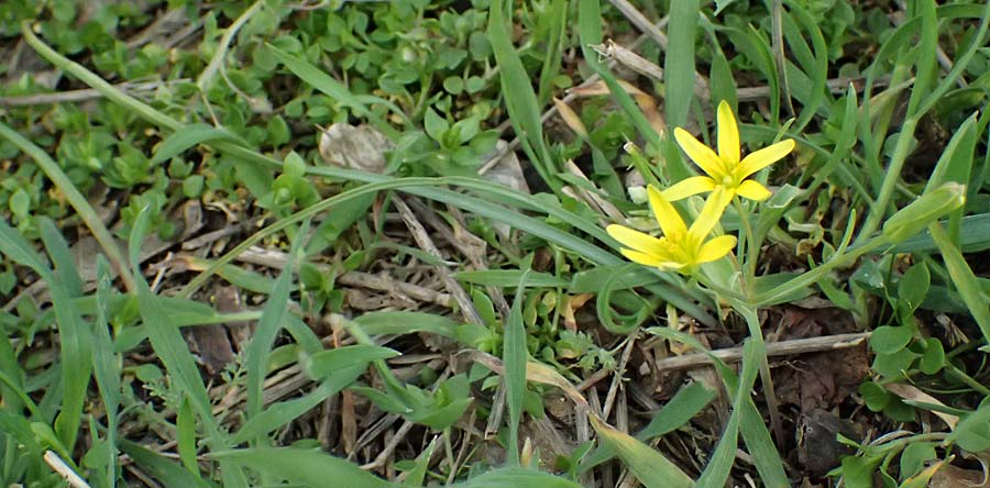 Gagea pusilla \ Zwerg-Gelbstern / Dwarf Star of Bethlehem, A Wien-Floridsdorf 6.3.2024