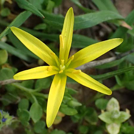 Gagea pusilla \ Zwerg-Gelbstern / Dwarf Star of Bethlehem, A Wien-Floridsdorf 6.3.2024