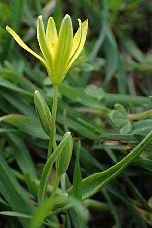 Gagea pusilla \ Zwerg-Gelbstern / Dwarf Star of Bethlehem, A Wien-Floridsdorf 6.3.2024