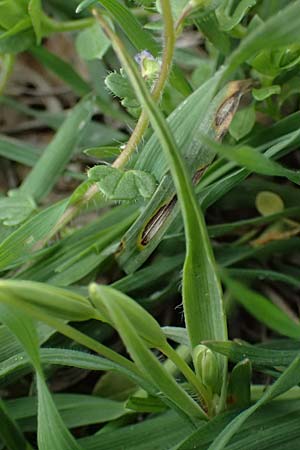 Gagea pusilla \ Zwerg-Gelbstern / Dwarf Star of Bethlehem, A Wien-Floridsdorf 6.3.2024