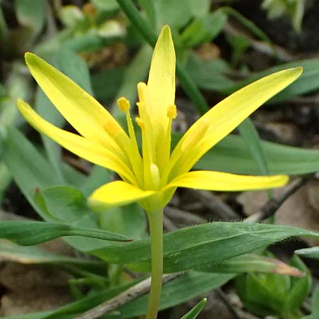Gagea pusilla \ Zwerg-Gelbstern / Dwarf Star of Bethlehem, A Wien-Floridsdorf 6.3.2024