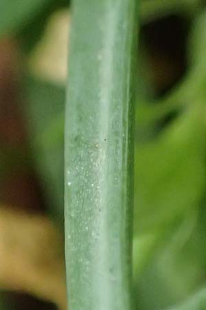 Gagea pusilla \ Zwerg-Gelbstern / Dwarf Star of Bethlehem, A Wien-Floridsdorf 6.3.2024