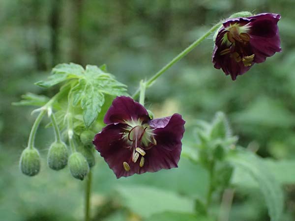 Geranium phaeum \ Brauner Storchschnabel / Dusky Crane's-Bill, A St. Gallen im Gesäuse 2.7.2024