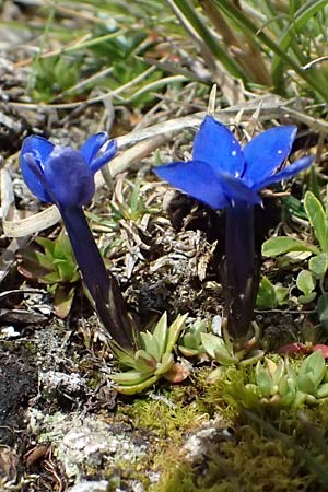 Gentiana pumila \ Niedlicher Enzian / Dwarf Gentian, A Trenchtling 6.7.2024