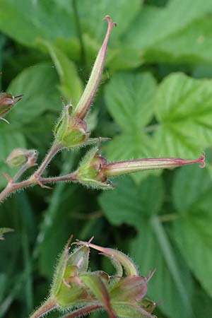 Geranium phaeum \ Brauner Storchschnabel / Dusky Crane's-Bill, A Trenchtling 6.7.2024