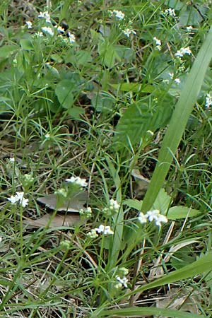 Galium pumilum \ Heide-Labkraut, Zierliches Labkraut / Slender Bedstraw, A Bad Vöslau 12.5.2025