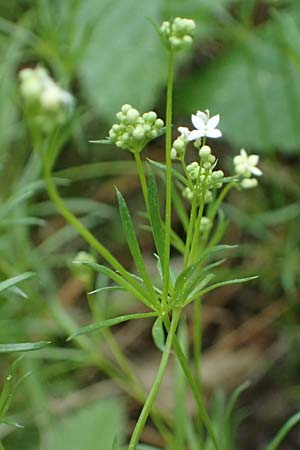 Galium pumilum \ Heide-Labkraut, Zierliches Labkraut / Slender Bedstraw, A Bad Vöslau 12.5.2025