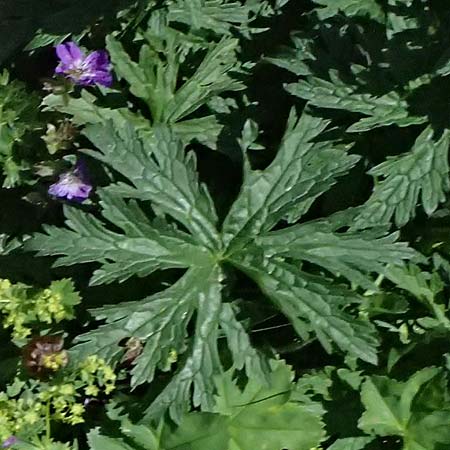 Geranium pratense \ Wiesen-Storchschnabel / Meadow Crane's-Bill, A Bad Gastein 29.6.2025