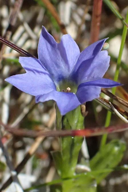 Gentiana prostrata \ Niederliegender Enzian / Prostrate Gentian, A Gro&szlig;glockner 11.8.2025