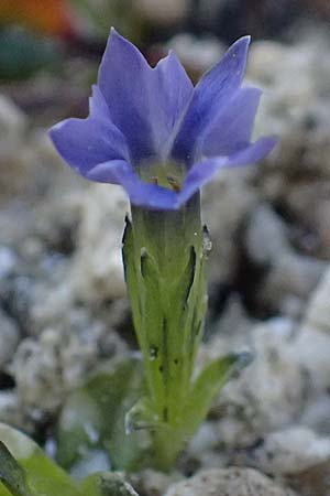 Gentiana prostrata \ Niederliegender Enzian / Prostrate Gentian, A Gro&szlig;glockner 11.8.2025