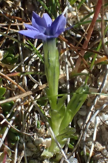 Gentiana prostrata \ Niederliegender Enzian / Prostrate Gentian, A Gro&szlig;glockner 11.8.2025