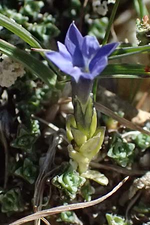 Gentiana prostrata \ Niederliegender Enzian / Prostrate Gentian, A Gro&szlig;glockner 11.8.2025