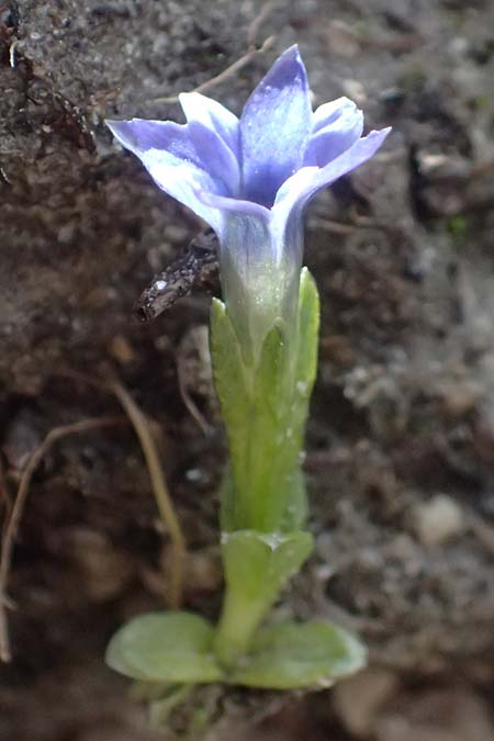 Gentiana prostrata \ Niederliegender Enzian / Prostrate Gentian, A Gro&szlig;glockner 11.8.2025