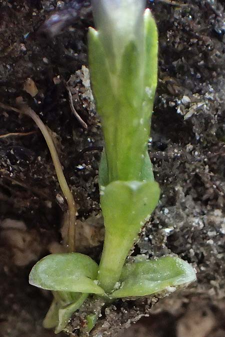 Gentiana prostrata \ Niederliegender Enzian / Prostrate Gentian, A Gro&szlig;glockner 11.8.2025