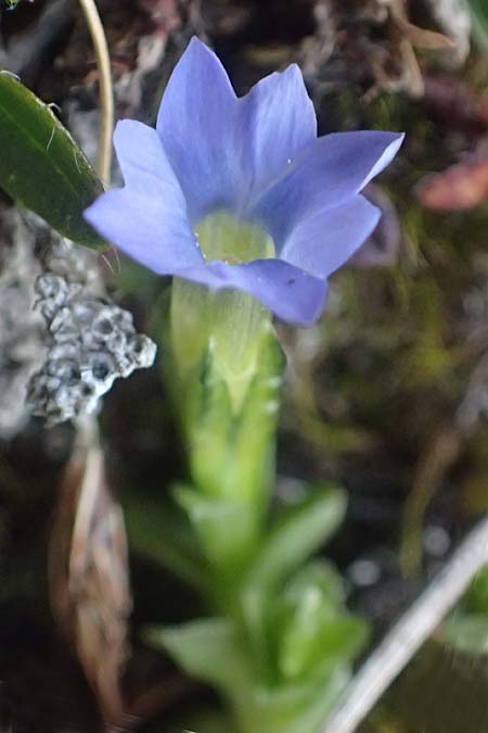 Gentiana prostrata \ Niederliegender Enzian / Prostrate Gentian, A Gro&szlig;glockner 11.8.2025