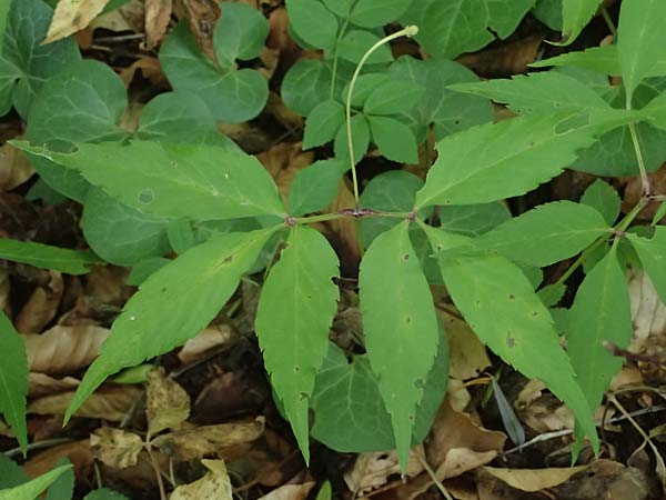 Unknown_plant spec5 ? \ Unbekannte Pflanze / Unknown Plant, A Unterferlach 17.6.2026