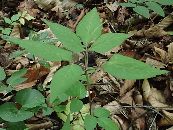 Unknown_plant spec5 ? \ Unbekannte Pflanze / Unknown Plant, A Unterferlach 17.6.2026