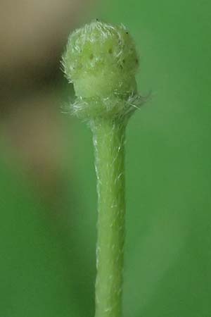 Unknown_plant spec5 ? \ Unbekannte Pflanze / Unknown Plant, A Unterferlach 17.6.2026