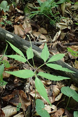 Unknown_plant spec5 ? \ Unbekannte Pflanze / Unknown Plant, A Unterferlach 17.6.2026