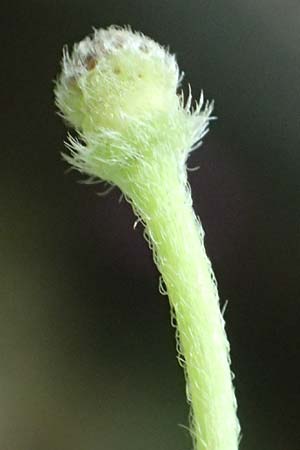 Unknown_plant spec5 ? \ Unbekannte Pflanze / Unknown Plant, A Unterferlach 17.6.2026