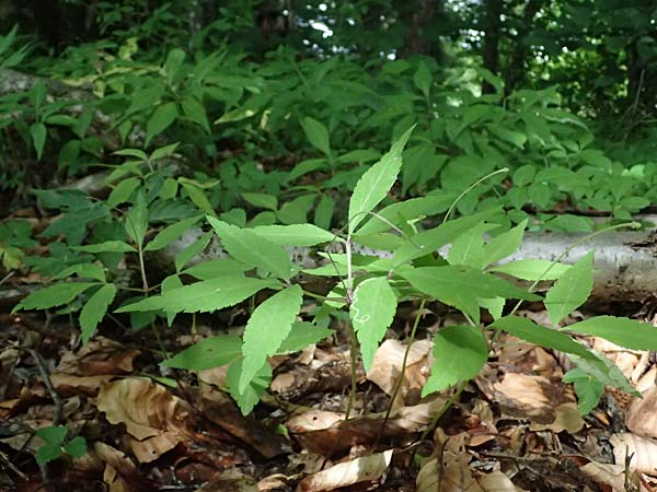 Unknown_plant spec5 ? \ Unbekannte Pflanze / Unknown Plant, A Unterferlach 17.6.2026