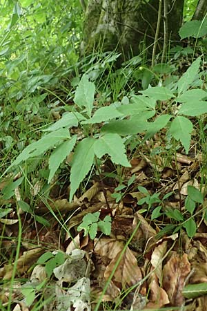 Unknown_plant spec5 ? \ Unbekannte Pflanze / Unknown Plant, A Unterferlach 17.6.2026
