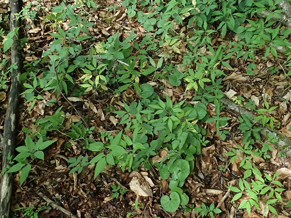 Unknown_plant spec5 ? \ Unbekannte Pflanze / Unknown Plant, A Unterferlach 17.6.2026