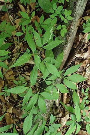 Unknown_plant spec5 ? \ Unbekannte Pflanze / Unknown Plant, A Unterferlach 17.6.2026