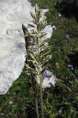 Koeleria macrantha \ Zierliches Schillergras, Steppen-Kammschmiele / Prairie June Grass, A Kärnten/Carinthia, Petzen 21.7.2007