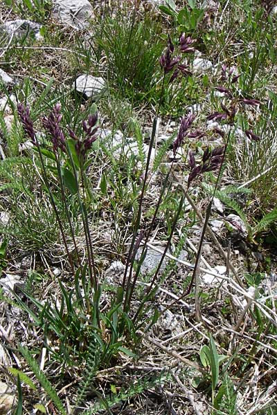 Poa alpina \ Alpen-Rispengras / Alpine Meadow Grass, A Malta - Tal / Valley 7.6.2008