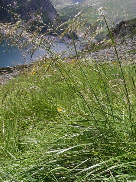 Deschampsia cespitosa \ Rasen-Schmiele / Tufted Hair Grass, Tussock Grass, A Malta - Tal / Valley 19.7.2010