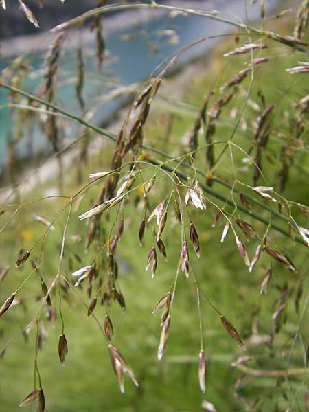 Deschampsia cespitosa \ Rasen-Schmiele / Tufted Hair Grass, Tussock Grass, A Malta - Tal / Valley 19.7.2010