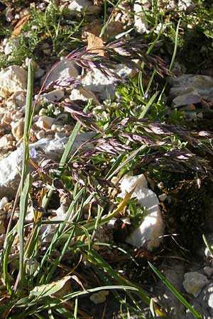 Poa alpina \ Alpen-Rispengras / Alpine Meadow Grass, A Dachstein 20.7.2010
