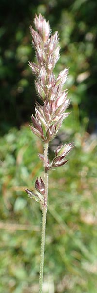 Koeleria hirsuta \ Raue Kammschmiele / Harsh Hair Grass, A K&auml;rnten/Carinthia, Petzen 8.8.2016