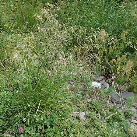 Deschampsia cespitosa \ Rasen-Schmiele / Tufted Hair Grass, Tussock Grass, A Trenchtling 3.7.2019