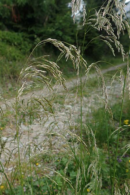 Deschampsia cespitosa \ Rasen-Schmiele / Tufted Hair Grass, Tussock Grass, A Trenchtling 3.7.2019