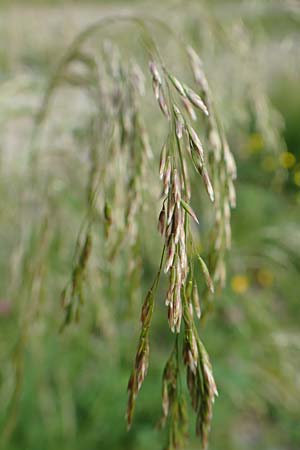 Deschampsia cespitosa \ Rasen-Schmiele / Tufted Hair Grass, Tussock Grass, A Trenchtling 3.7.2019