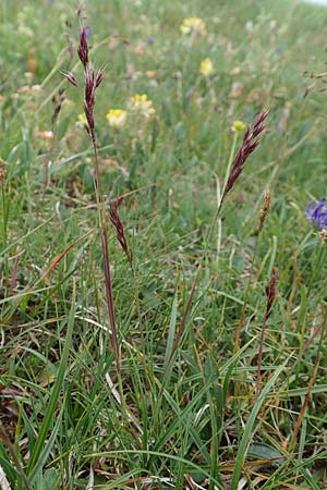 Helictotrichon praeustum \ Alpen-Wiesenhafer / Alpine Oat Grass, A Trenchtling 3.7.2019