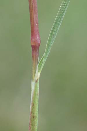 Helictotrichon praeustum \ Alpen-Wiesenhafer / Alpine Oat Grass, A Trenchtling 3.7.2019